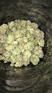 Pink Bubba